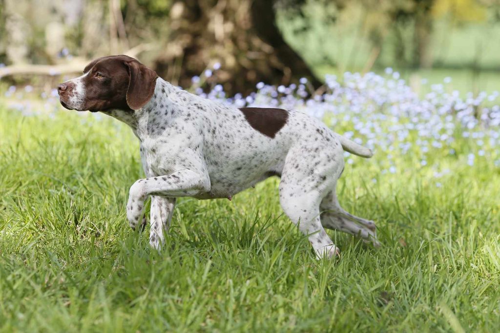 CH. TR. Ruby du domaine de saint louis