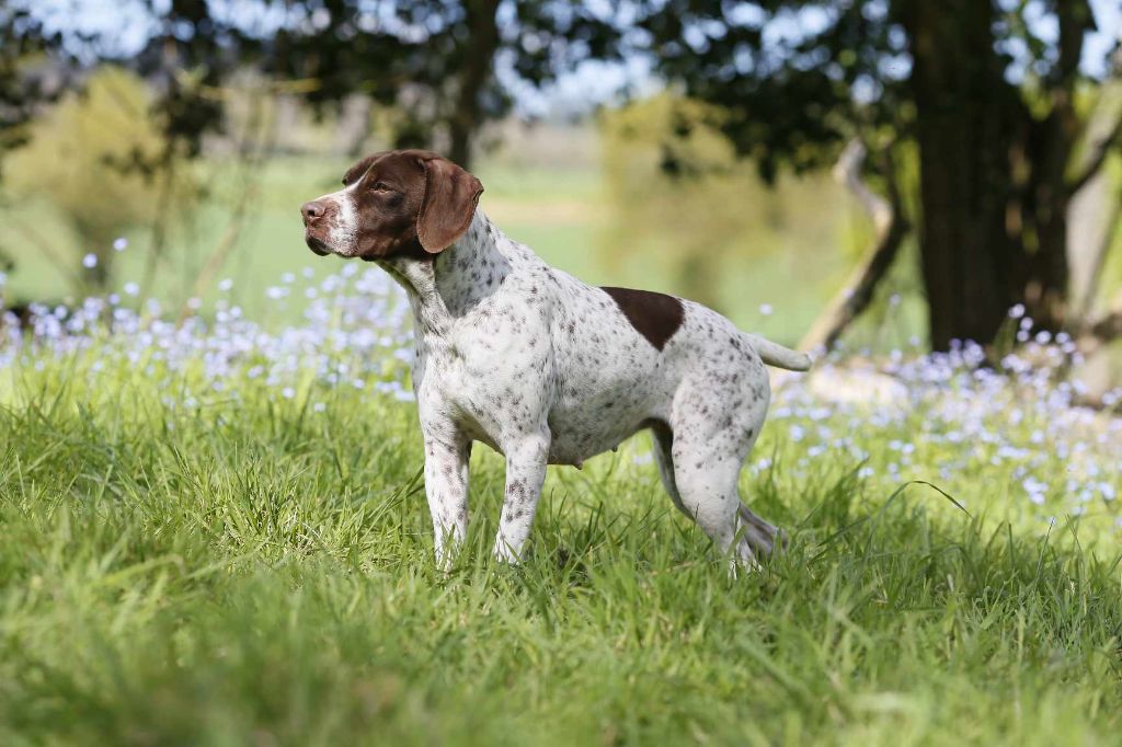 CH. TR. Ruby du domaine de saint louis