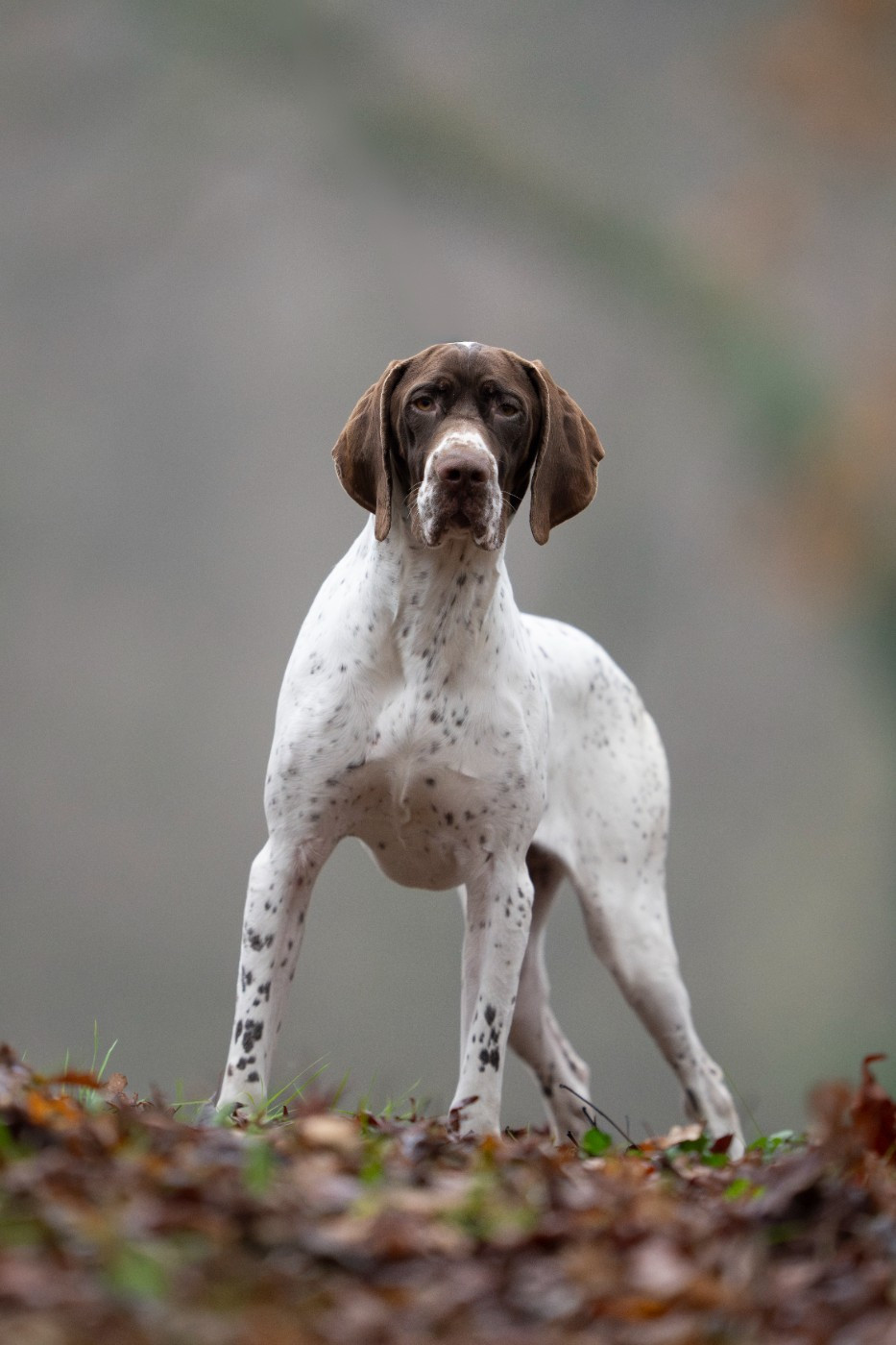 Alaska'mg du Milobre de Bouisse