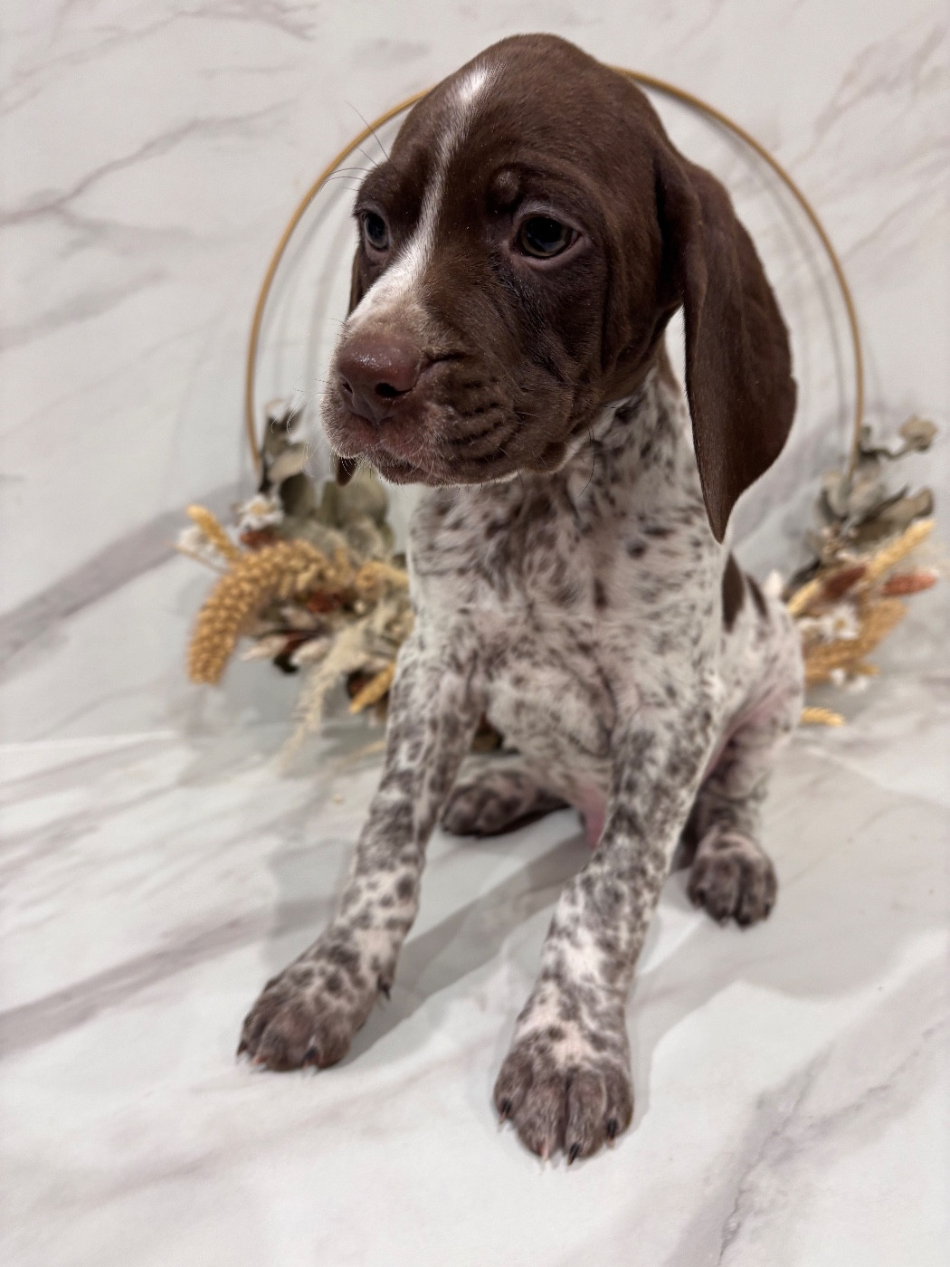 des Vallons De La Sée - Chiots disponibles - Braque français, type Pyrenees (petite taille)