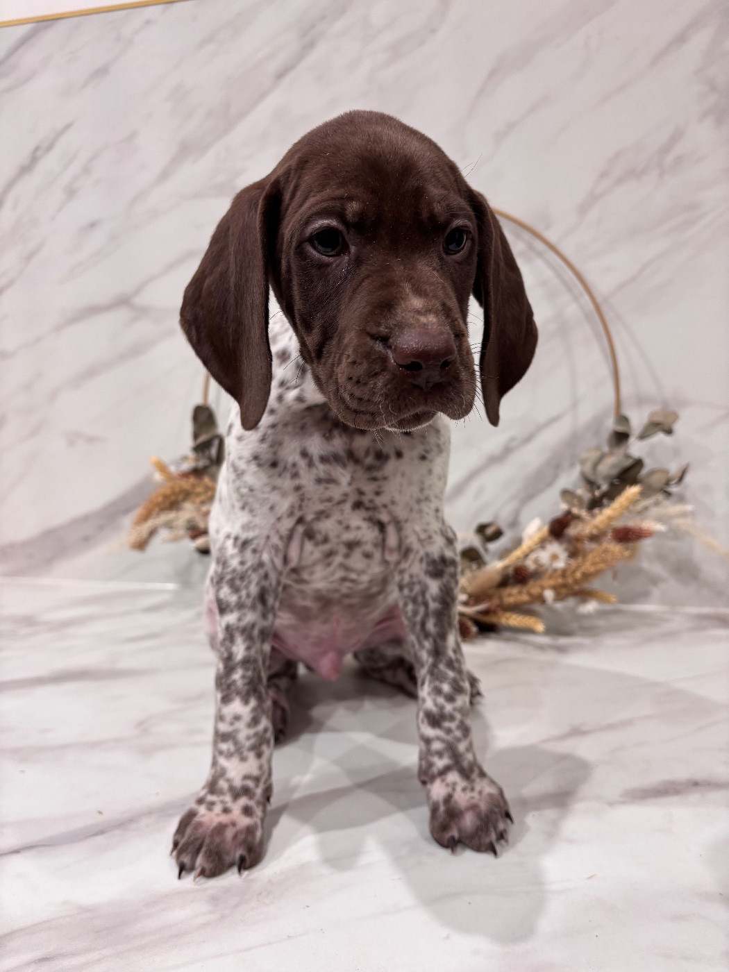 des Vallons De La Sée - Chiots disponibles - Braque français, type Pyrenees (petite taille)